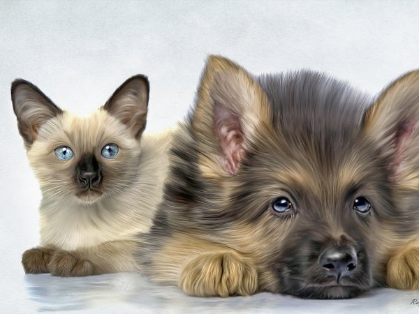 Собачки и кошечки