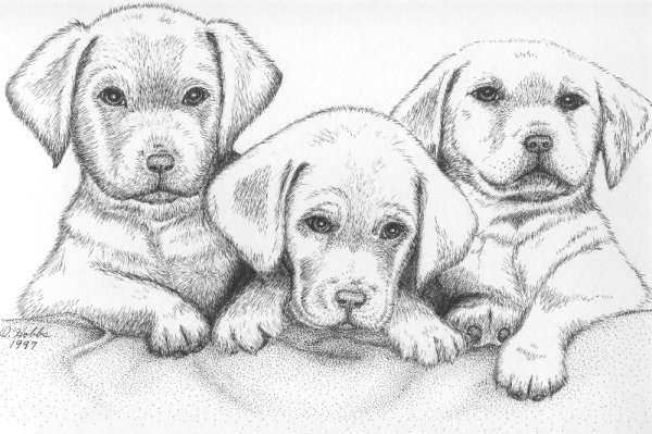 Нарисовать щенка