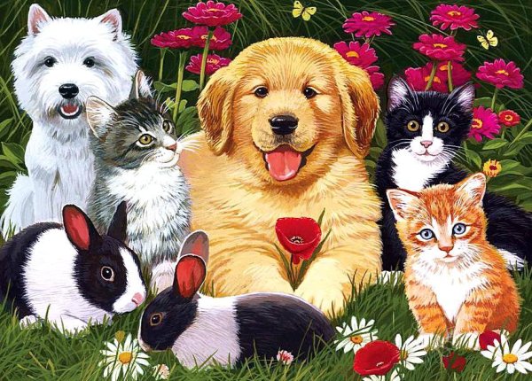 Разные домашние животные