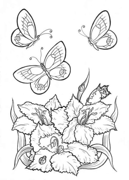 Раскраски цветов и бабочек