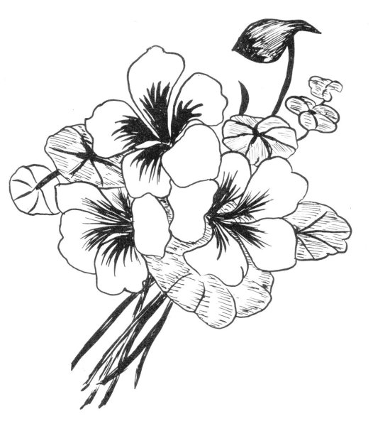 Рисунки цветов