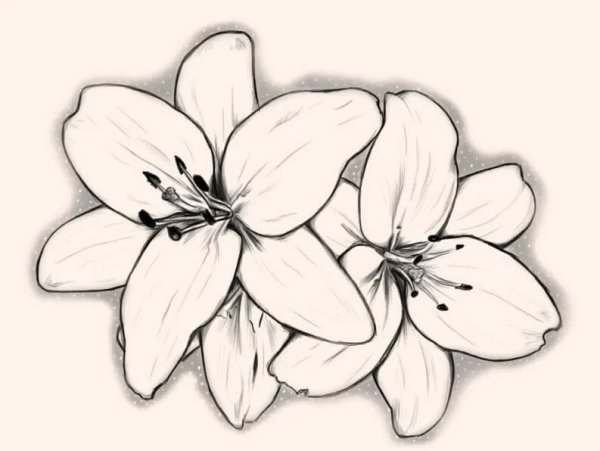 Рисунки карадашомцветы