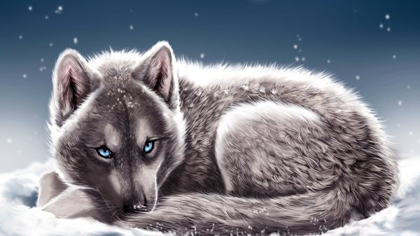 Красивое изображение волка