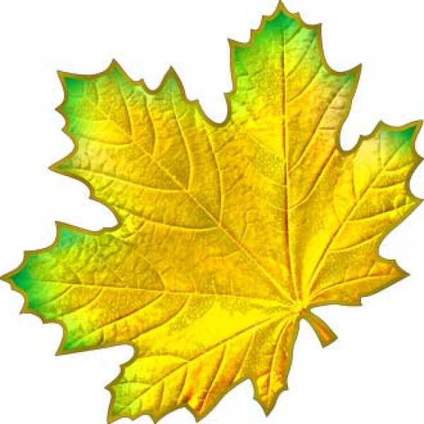 Кленовый лист