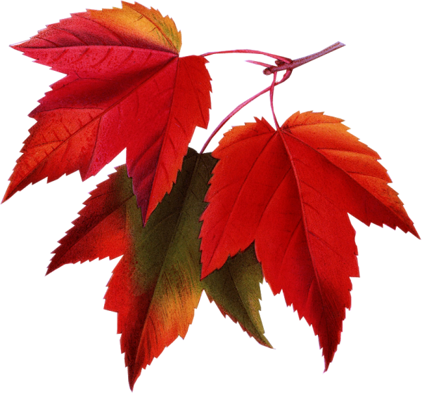 Осенние листья