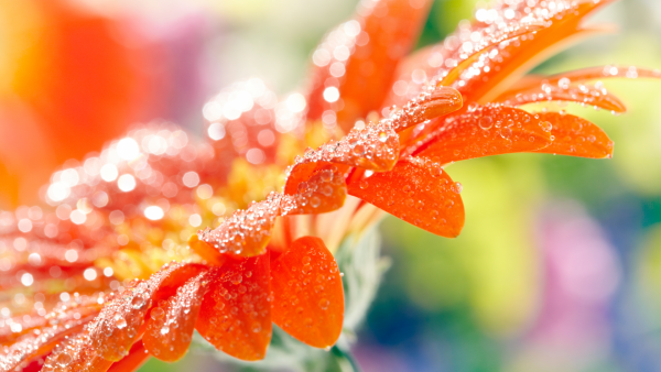 Животные тигр