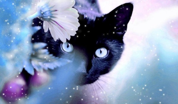 Алмазная мозаика кошачий взгляд