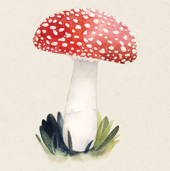 Мухомор иллюстрация