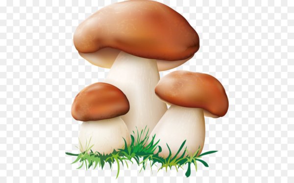 Грибы на прозрачном фоне