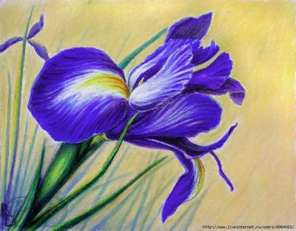 Цветы цветными карандашами