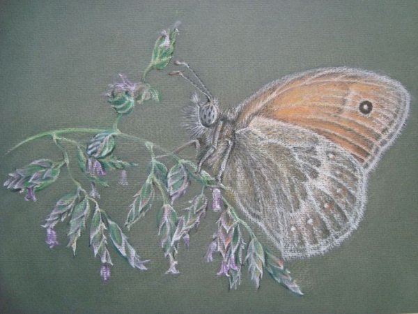 Бабочки пастелью таткина