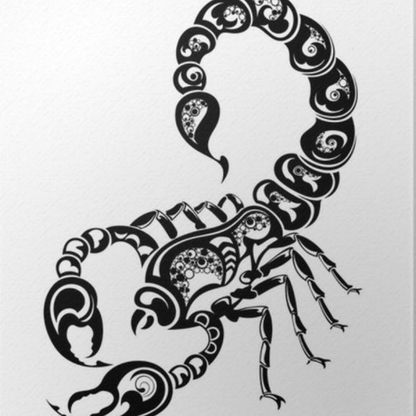 Скорпион картина