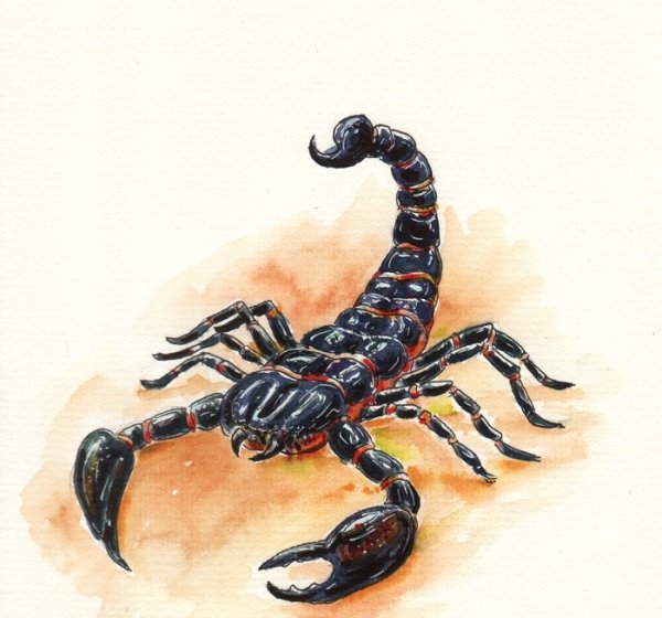 Скорпион узор