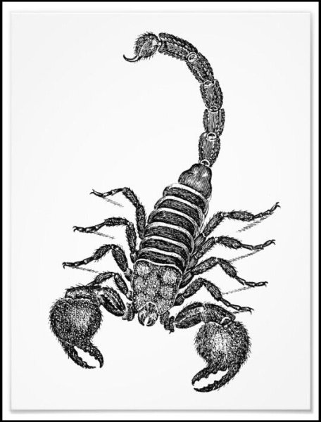 Скорпион тату эскиз