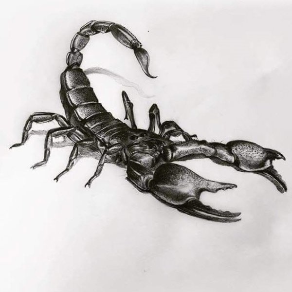 Скорпион эскиз цветной