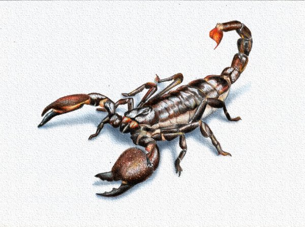 Скорпион зарисовка