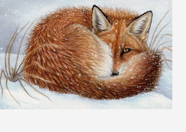 Лиса спит клубочком