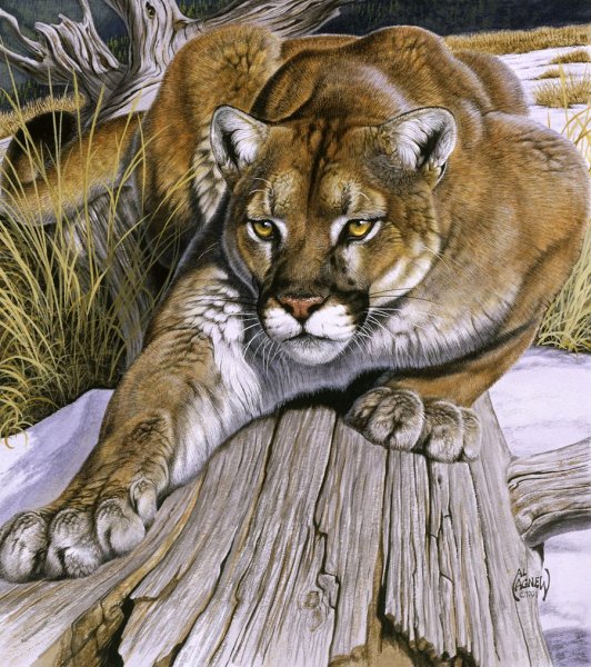 Al Agnew леопард