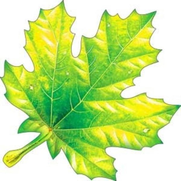 Кленовый лист цветной