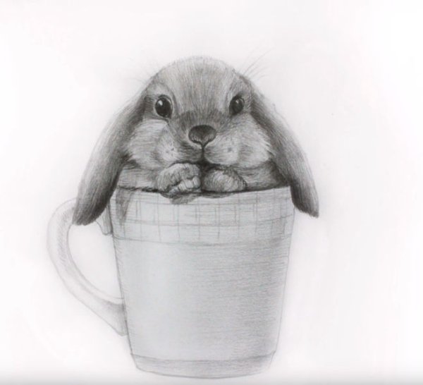 Кролик простым карандашом