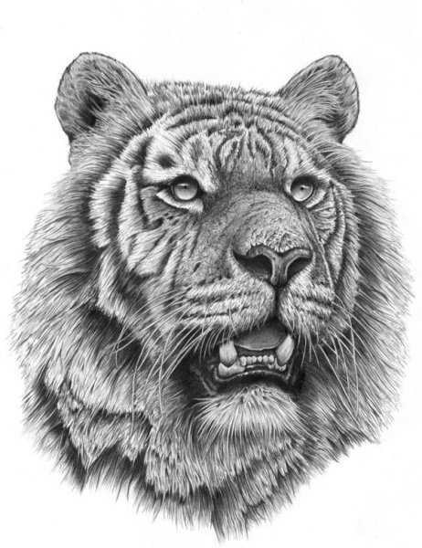Тигр эскиз