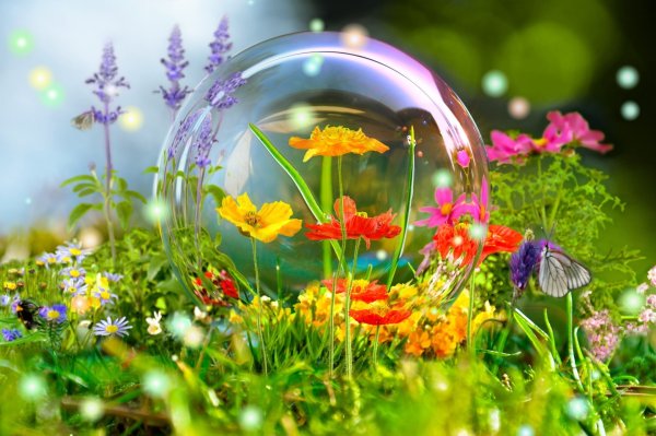 Летние цветы