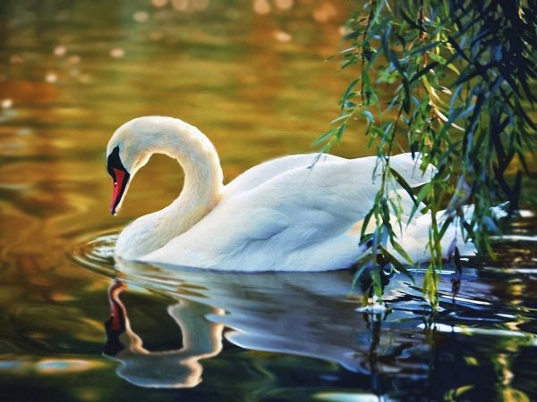 Красивые лебеди