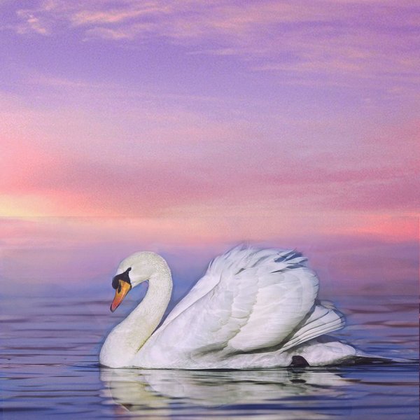 Красивые лебеди живопись