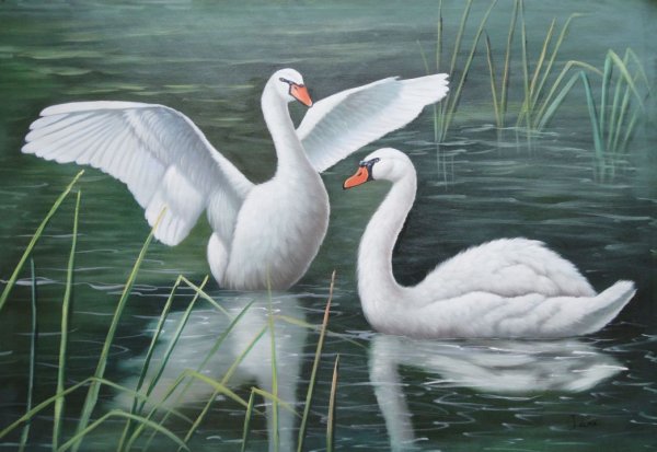 Прекрасный лебедь рисунок