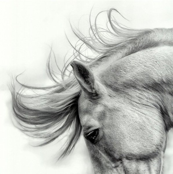 Картина лошади