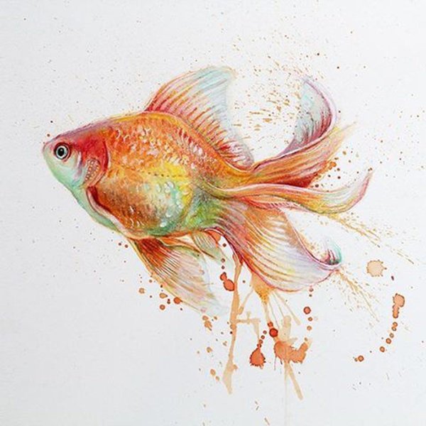 Карп кои вуалехвост