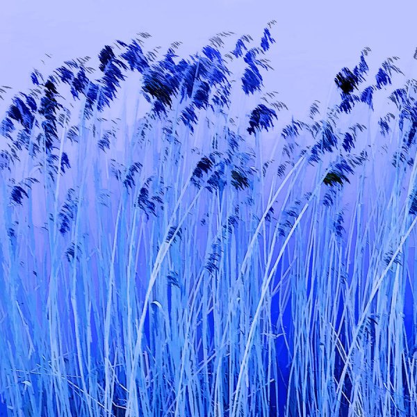 Синие цветы