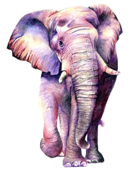 Слон картина