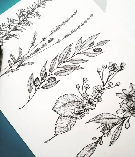 Эскиз тату веточка с листьями