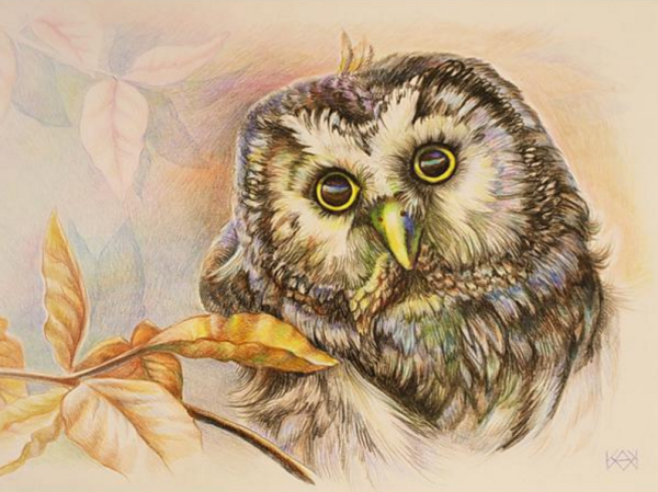 Сова рисунок