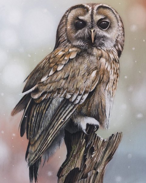 Сова рисунок