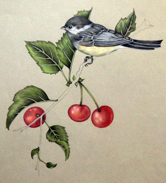 Цветы и птицы цветными карандашами