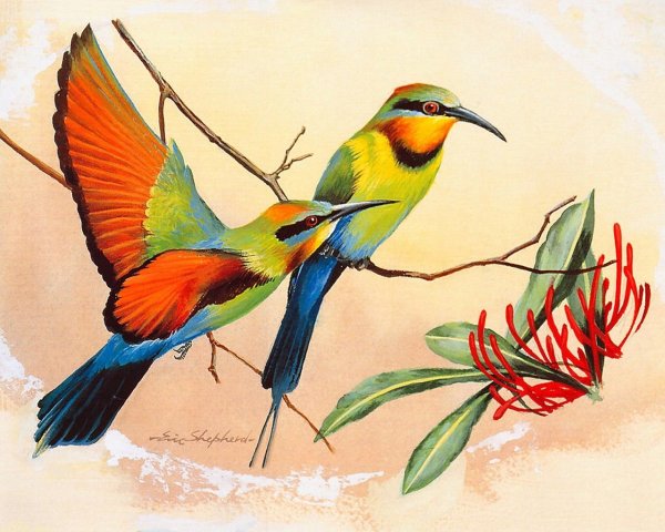 Птицы художника Eric Shepherd