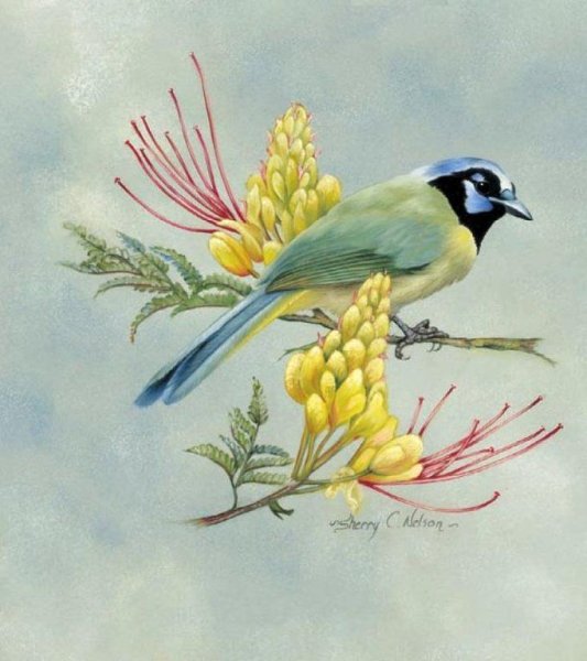 Художник Шерри Нельсон