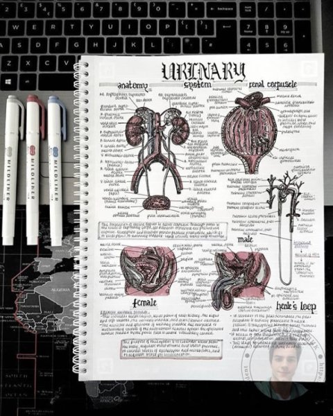 Красивые конспекты по анатомии