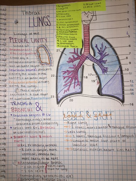 Конспекты лекций по анатомии