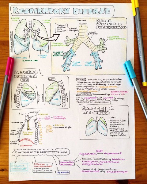 Конспекты по анатомии