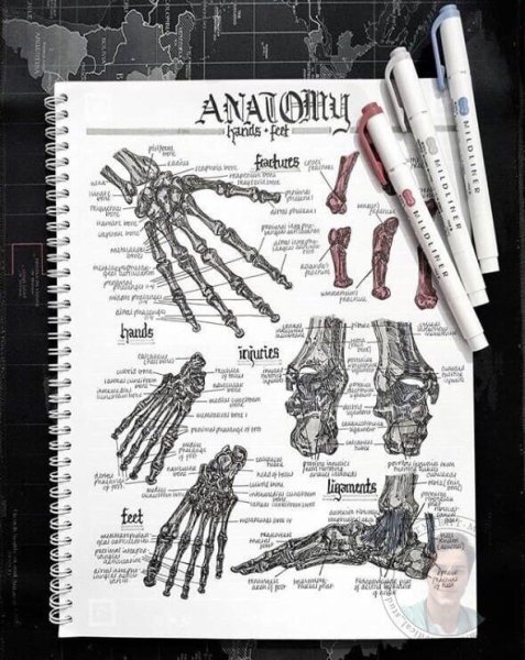 Конспекты по анатомии