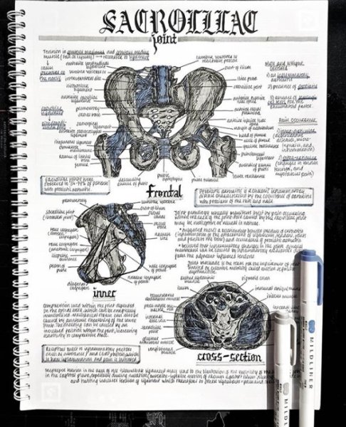 Анатомия конспекты