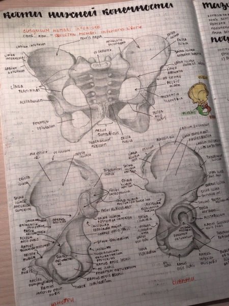 Анатомия конспекты