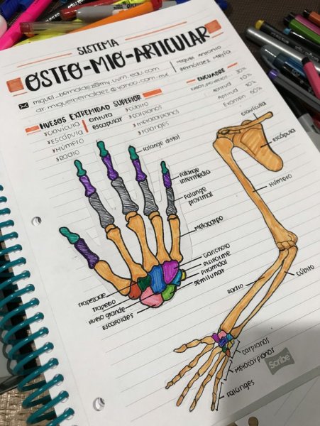 Конспекты по анатомии
