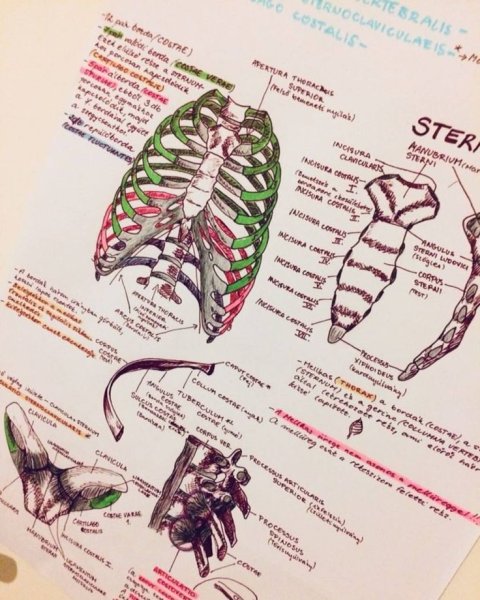 Красивые конспекты по анатомии
