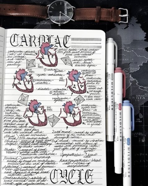 Анатомия конспекты