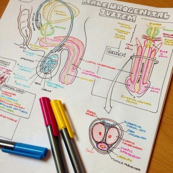 Конспекты лекций по анатомии