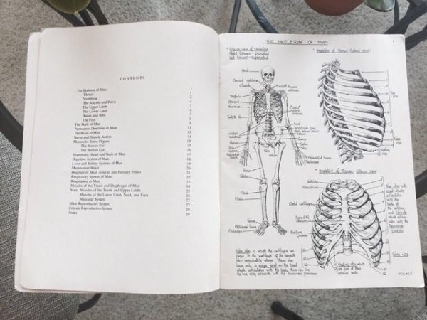 Анатомия конспекты